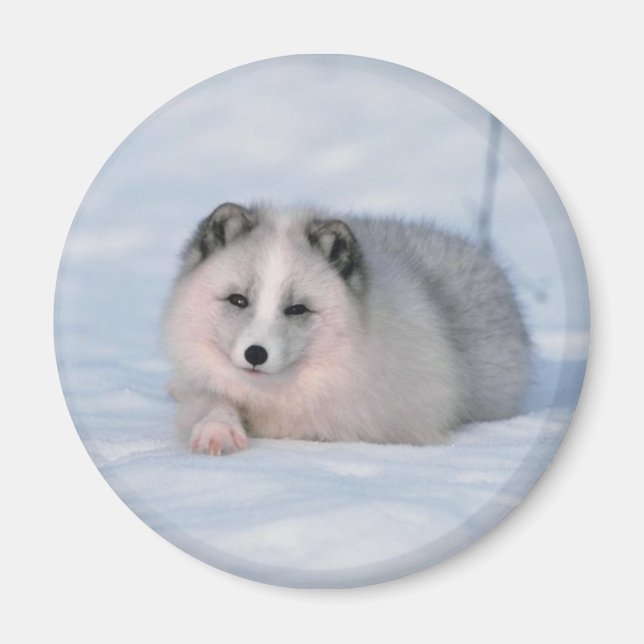 Íman Raposa de Neve (Frente)