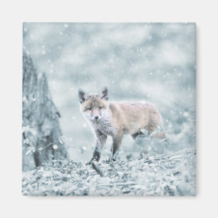 Íman Raposa na Neve