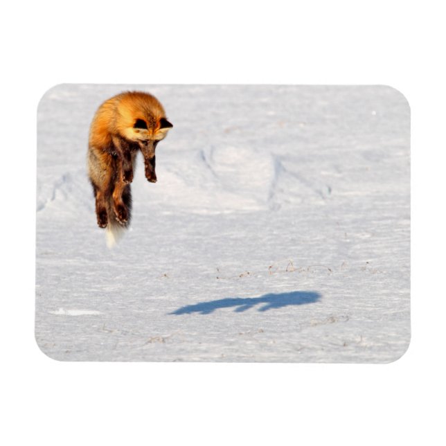 Íman Raposa Salta | Yukon, Canadá (Horizontal)