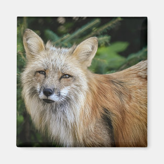 Íman Raposa selvagem