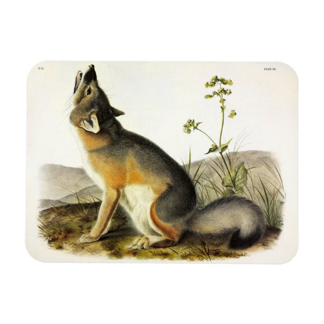 Íman Raposa Swift (Vulpes Velox) dos Quadrupeds de Audu (Horizontal)