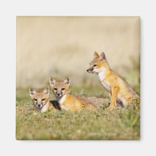 Íman Raposa Veloz (Vulpes macrotis) jovem na toca da co