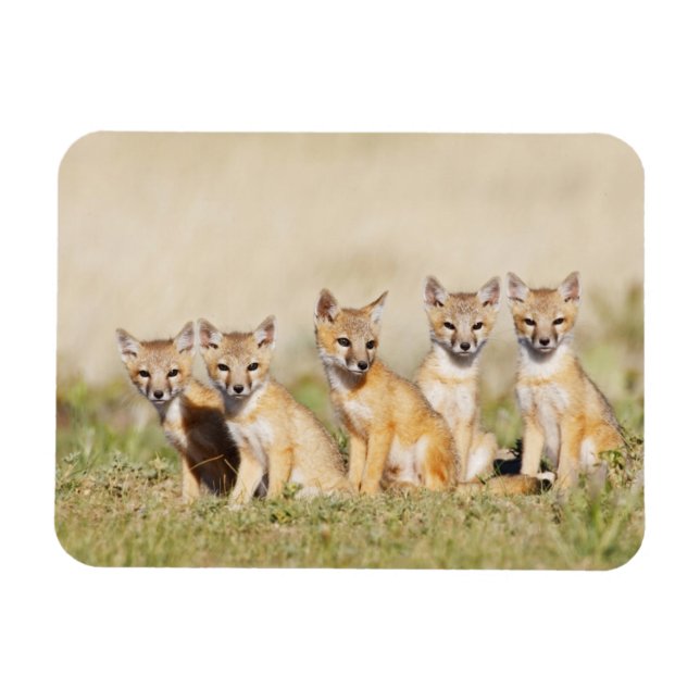 Íman Raposa Veloz (Vulpes macrotis) jovem na toca da co (Horizontal)