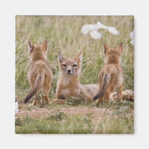 Íman Raposa Veloz (Vulpes velox) fêmea com filhotes em