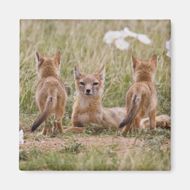 Íman Raposa Veloz (Vulpes velox) fêmea com filhotes em (Frente)