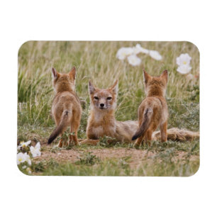 Íman Raposa Veloz (Vulpes velox) fêmea com filhotes em