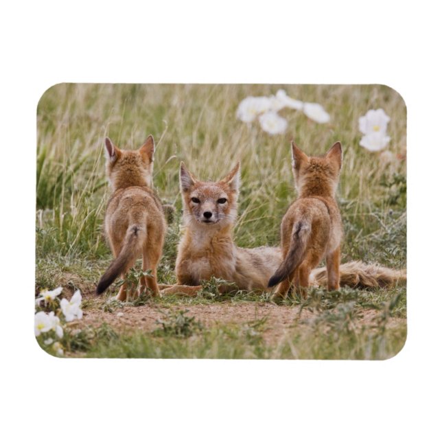 Íman Raposa Veloz (Vulpes velox) fêmea com filhotes em (Horizontal)