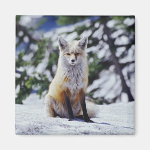 Íman Raposa Vermelha sentada no banco de neve, Vulpes,