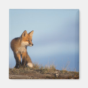 Íman Raposa vermelha, Vulpes vulpes