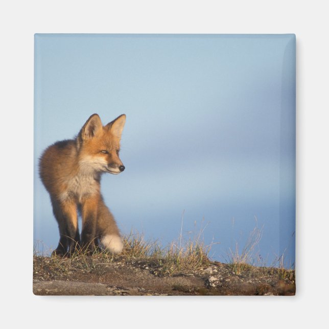 Íman raposa-vermelha, Vulpes vulpes (Frente)