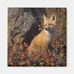 Íman raposa-vermelha, Vulpes vulpes
