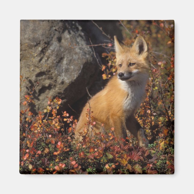 Íman raposa-vermelha, Vulpes vulpes (Frente)