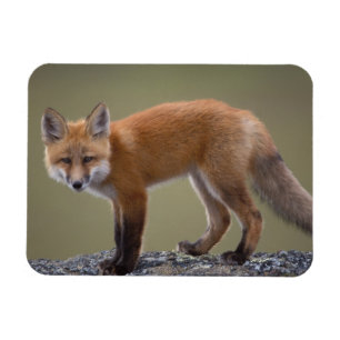 Íman raposa vermelha, Vulpes vulpes, ao longo do centro