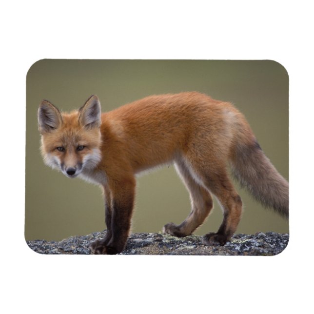 Íman raposa vermelha, Vulpes vulpes, ao longo do centro (Horizontal)