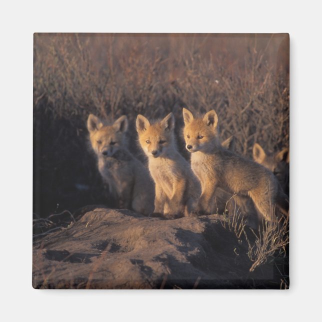 Íman raposa-vermelha, Vulpes vulpes, filhotes (Frente)