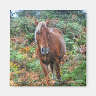 Íman Rare Palomino New Forest Pony & Bracken - Inglater