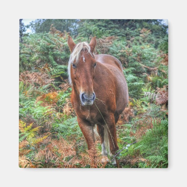 Íman Rare Palomino New Forest Pony & Bracken - Inglater (Frente)