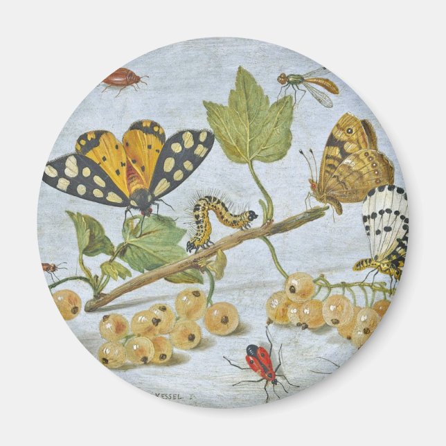 Íman Rastreamento de Insetos (Frente)