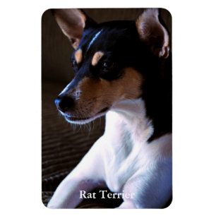 Íman Rat Terrier