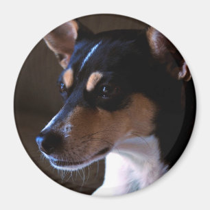 Íman Rat Terrier Magnet 2, Cor, 3 polegadas redondas