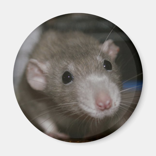 Íman Rato curioso (Frente)