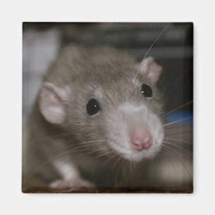 Íman Rato curioso