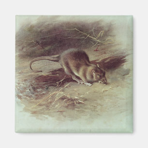 Íman Rato de Brown 1918