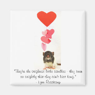 Íman Rato do coração