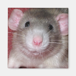 Íman Rato Dumbo Fofo