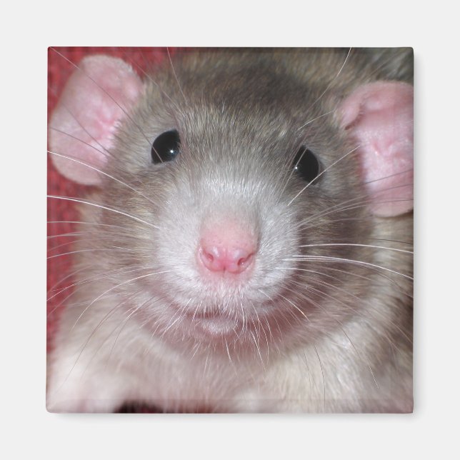 Íman Rato Dumbo Fofo (Frente)