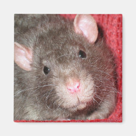 Íman Rato Fofo