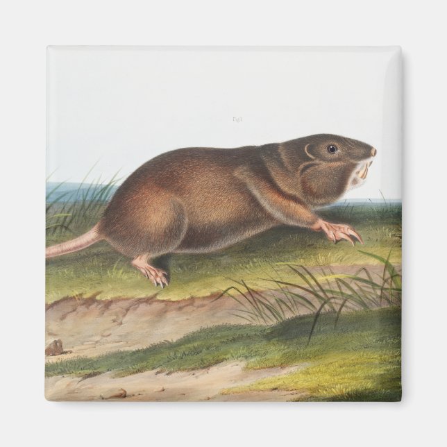 Íman Rato Meridional, Ilustração Shrew Mole (Frente)