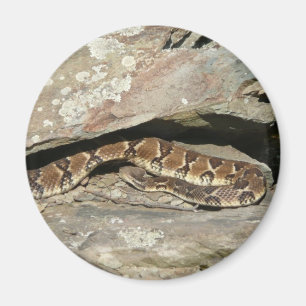 Íman Rattlesnake no Parque Nacional de Shenandoah