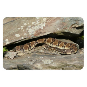 Íman Rattlesnake no Parque Nacional de Shenandoah