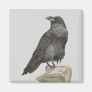 Íman Raven