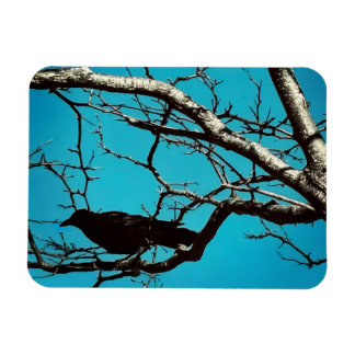 Íman Raven Crow Black Bird Silver Tree Blue Sky Photo