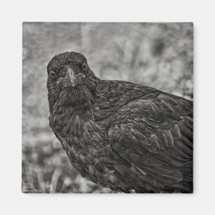 Íman Raven P9239