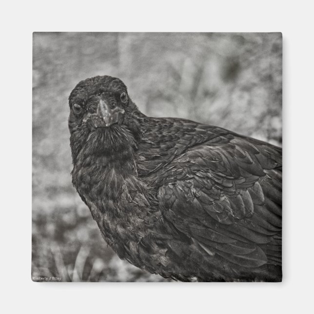 Íman Raven P9239 (Frente)