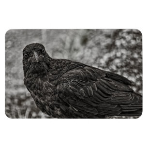 Íman Raven P9239