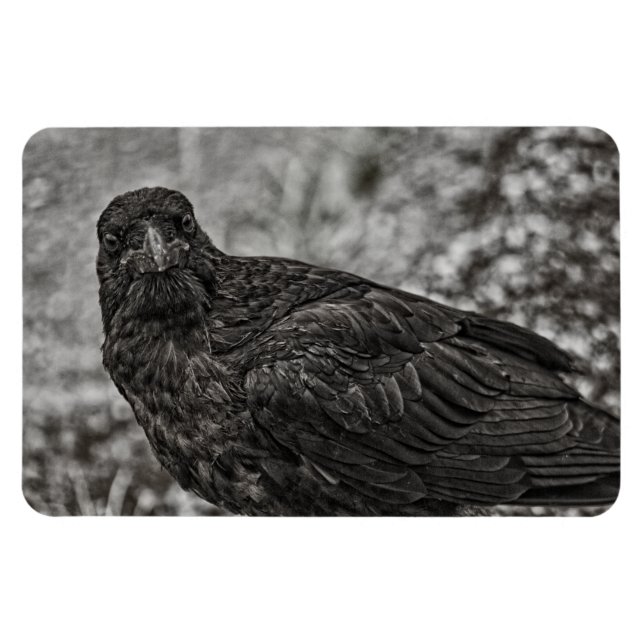 Íman Raven P9239 (Horizontal)