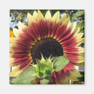 Íman Razzmatazz Sunflower