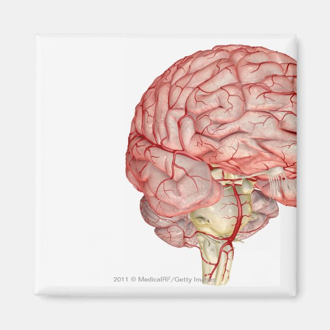Íman Reabilitação do cérebro humano (Frente)