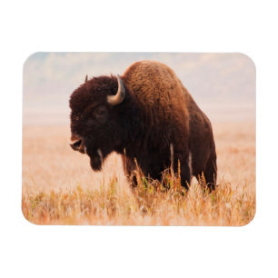 Íman Rebanho de Bisão Americano (Bison Bison) em Teton 