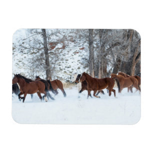 Íman Rebanho de Cavalos Correndo na Neve