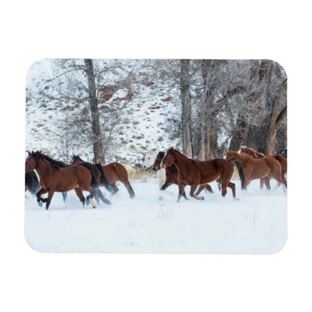 Íman Rebanho de Cavalos Correndo na Neve (Horizontal)