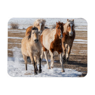 Íman Rebanho de Cavalos de Raça Mista Correndo na Neve
