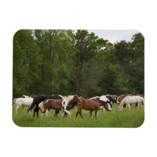 Íman Rebanho de cavalos, Tennessee
