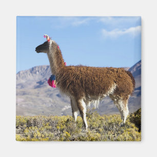 Íman Rebanho de lamas decorados na Puna, cordilheira do
