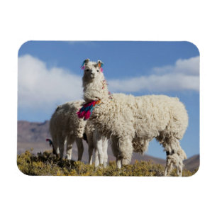 Íman Rebanho de lamas decorados na Puna, cordilheira do
