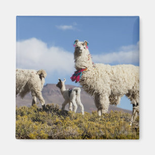 Íman Rebanho de lamas decorados na Puna, cordilheira do
